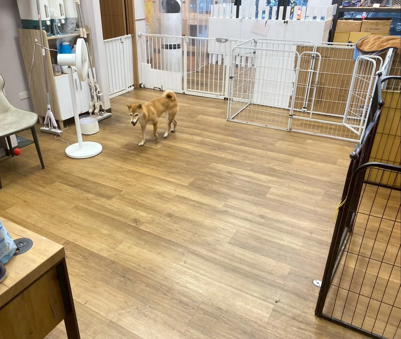 柴犬在寬敞活動區散步