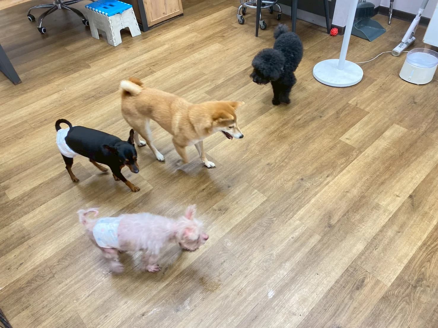 狗狗們在遊戲區社交互動