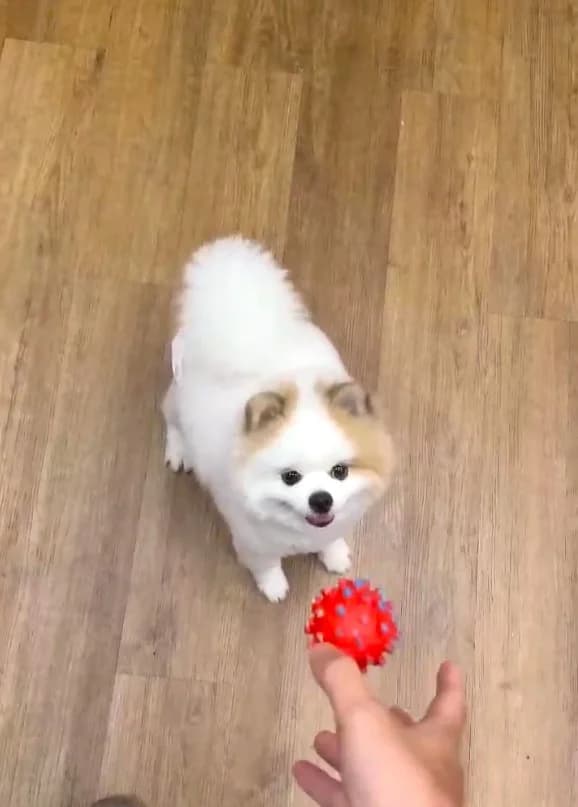 博美開心玩球