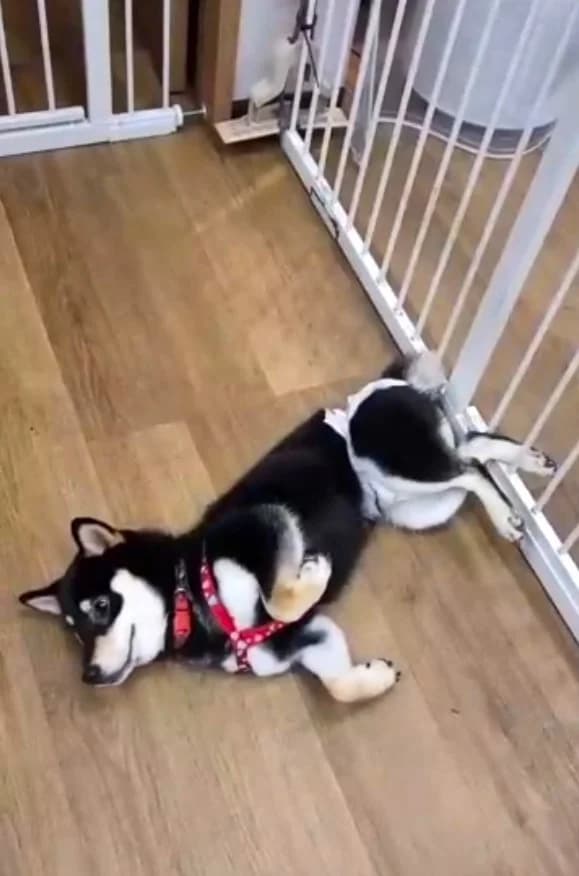 柴犬在安親區放鬆