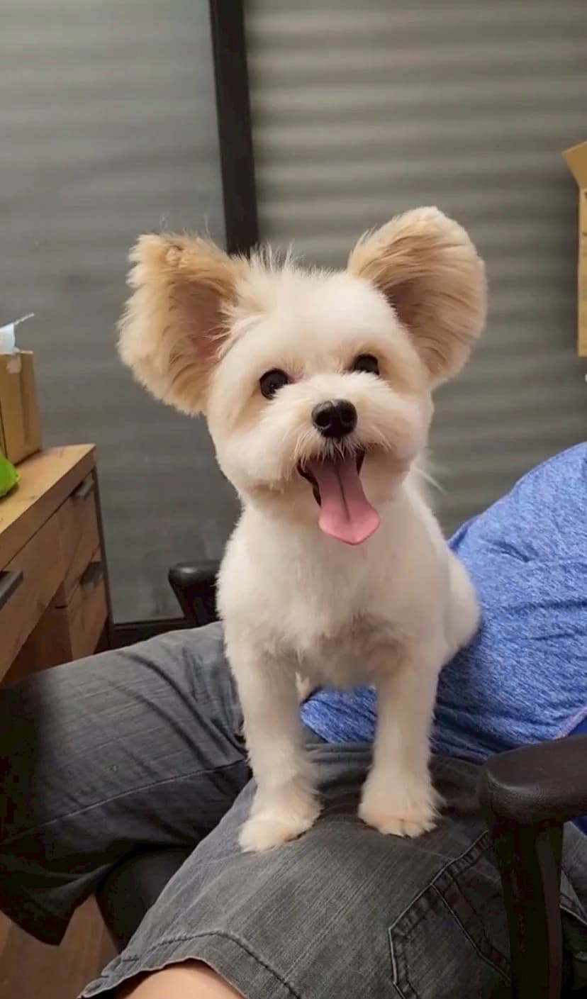 安親中的開心狗狗