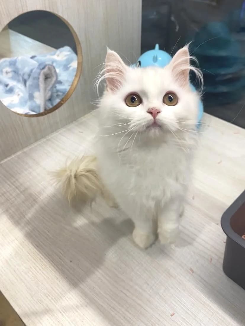 白色長毛幼貓