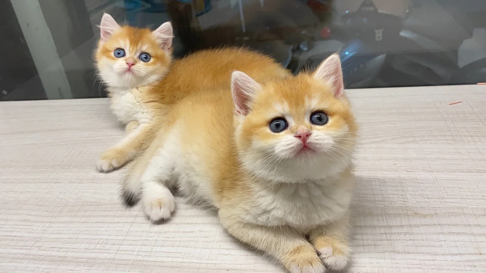 金漸層英短幼貓兄妹