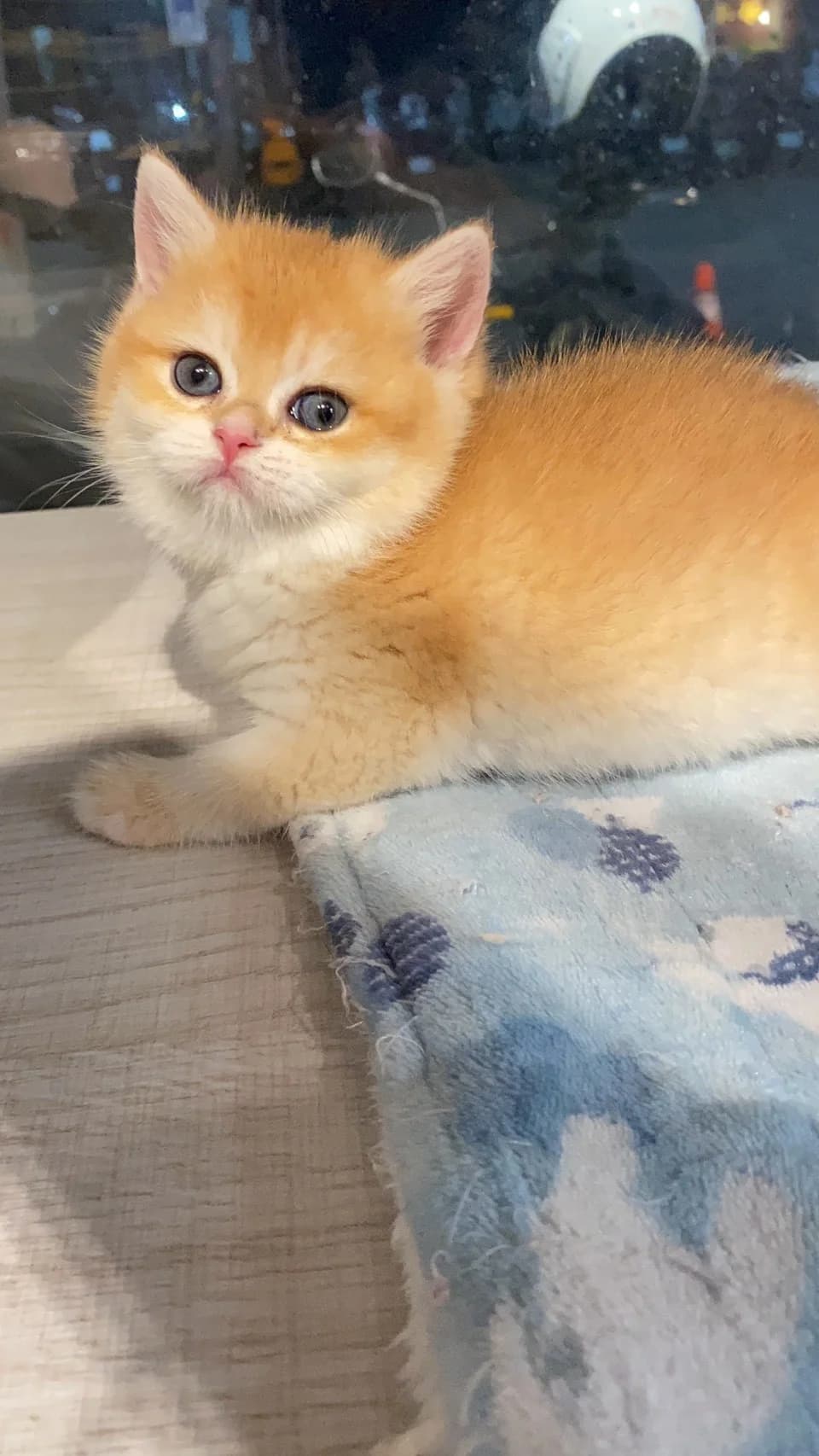 金漸層英短幼貓