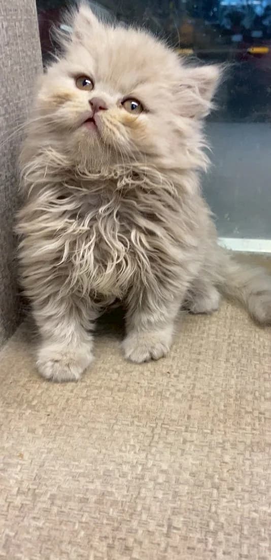 波斯貓幼貓仰望