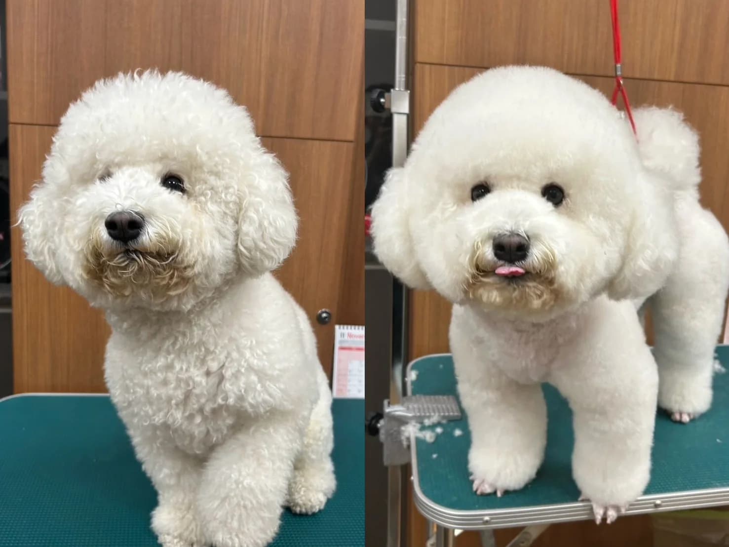 比熊美容前後對比