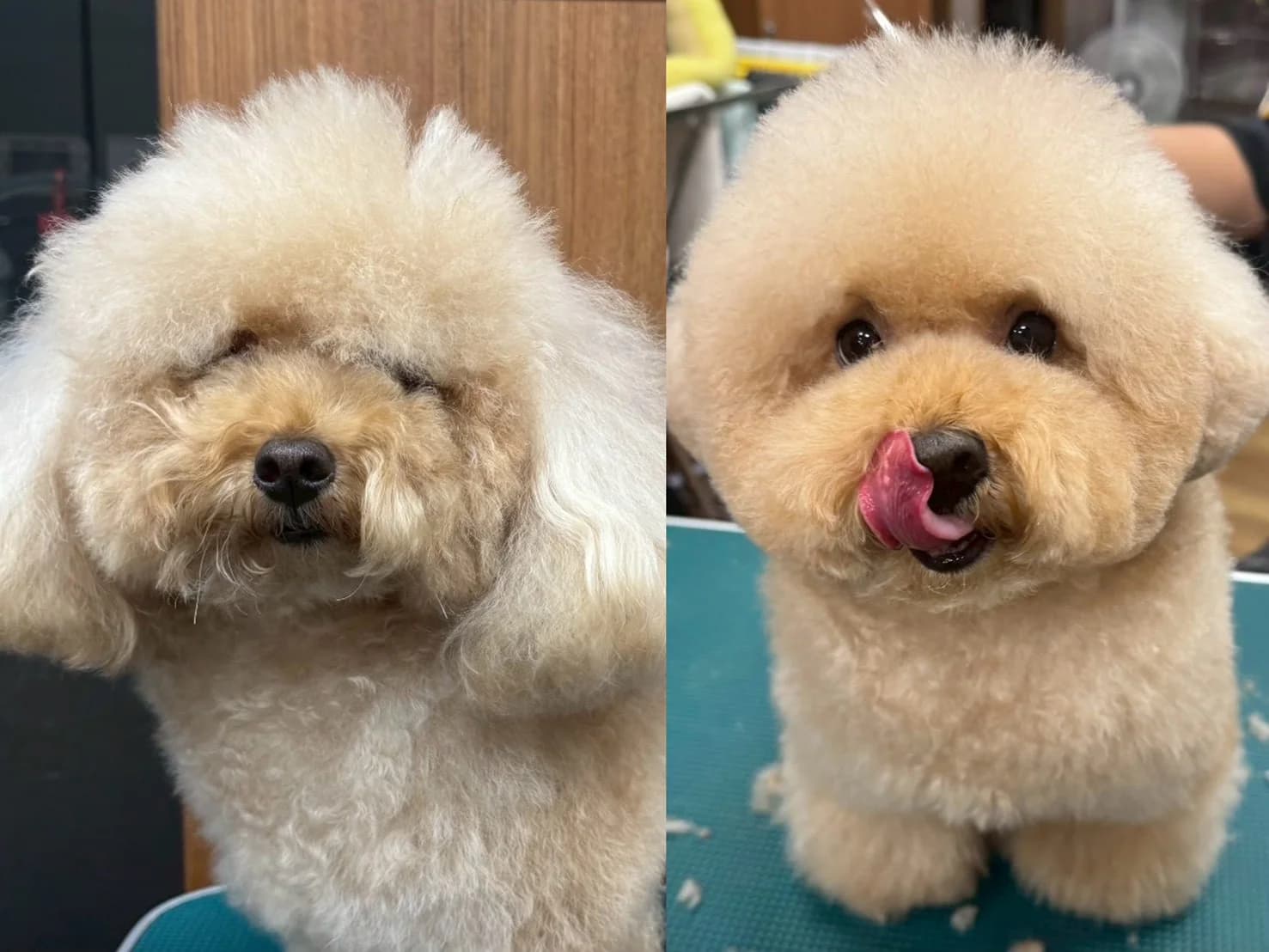 奶油貴賓美容前後對比