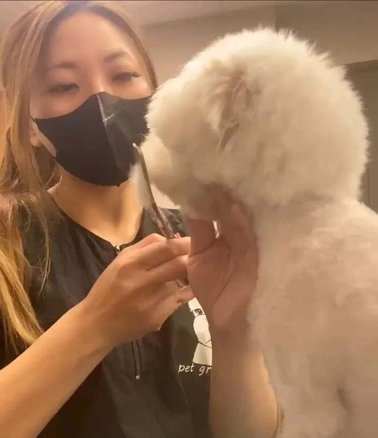 美容師細心修剪比熊造型