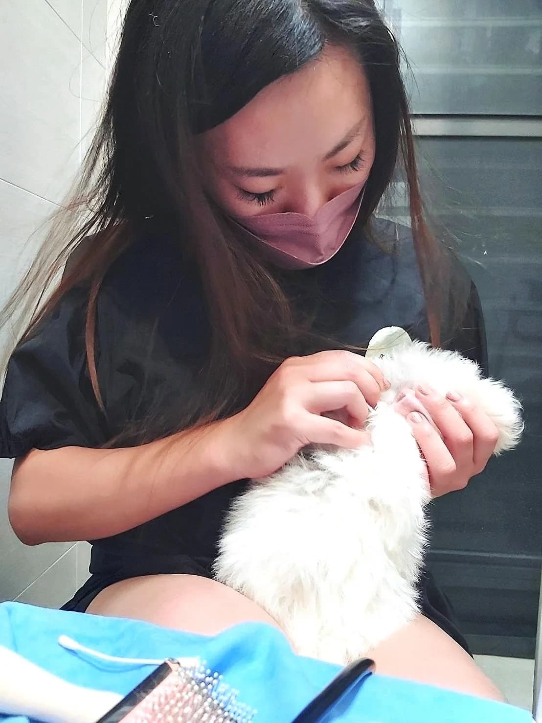 美容師溫柔為幼犬清潔護理